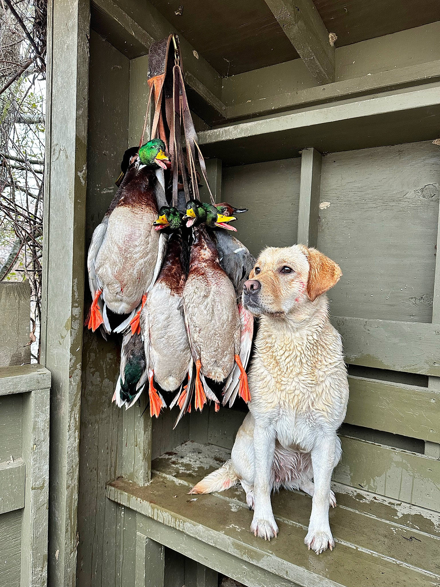 Sissi is registered to the contest to win money with this photo: carnivore, companion_dog, dog, door, event, fashion_design, fur, house, sporting_group, stuffed_toy, tail, toy, wood, working_animal