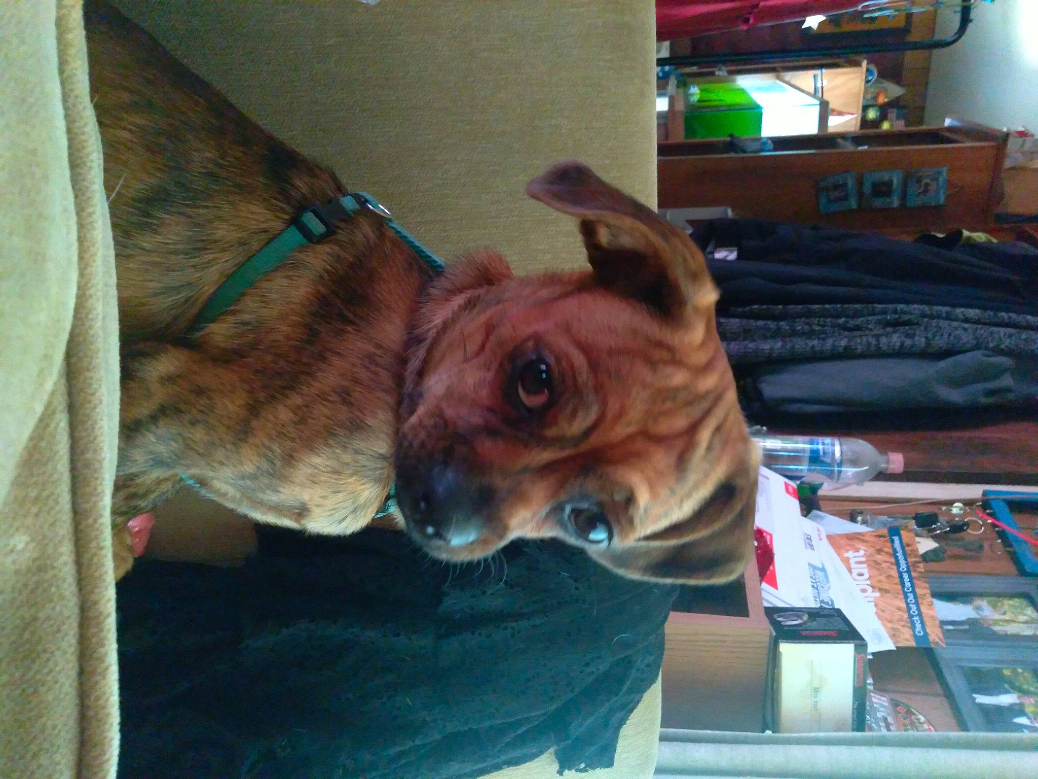 Peanut is registered to the contest to win money with this photo: canidae, carnivore, collar, companion_dog, dog, dog_breed, dog_collar, dog_supply, ear, fawn, fur, guard_dog, leash, liver, pet_supply, snout, sporting_group, whiskers, working_animal, wrinkle