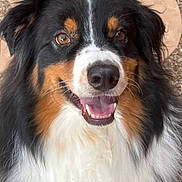 Ozzie is registered to the contest to win money with this photo: animal, black_fur, brown_eyes, canine, closeup, cute, dog, domestic_animal, ears, face, fluffy_fur, friendly, happy, outdoor, pet, portrait, smiling, tan_fur, tricolor, white_fur