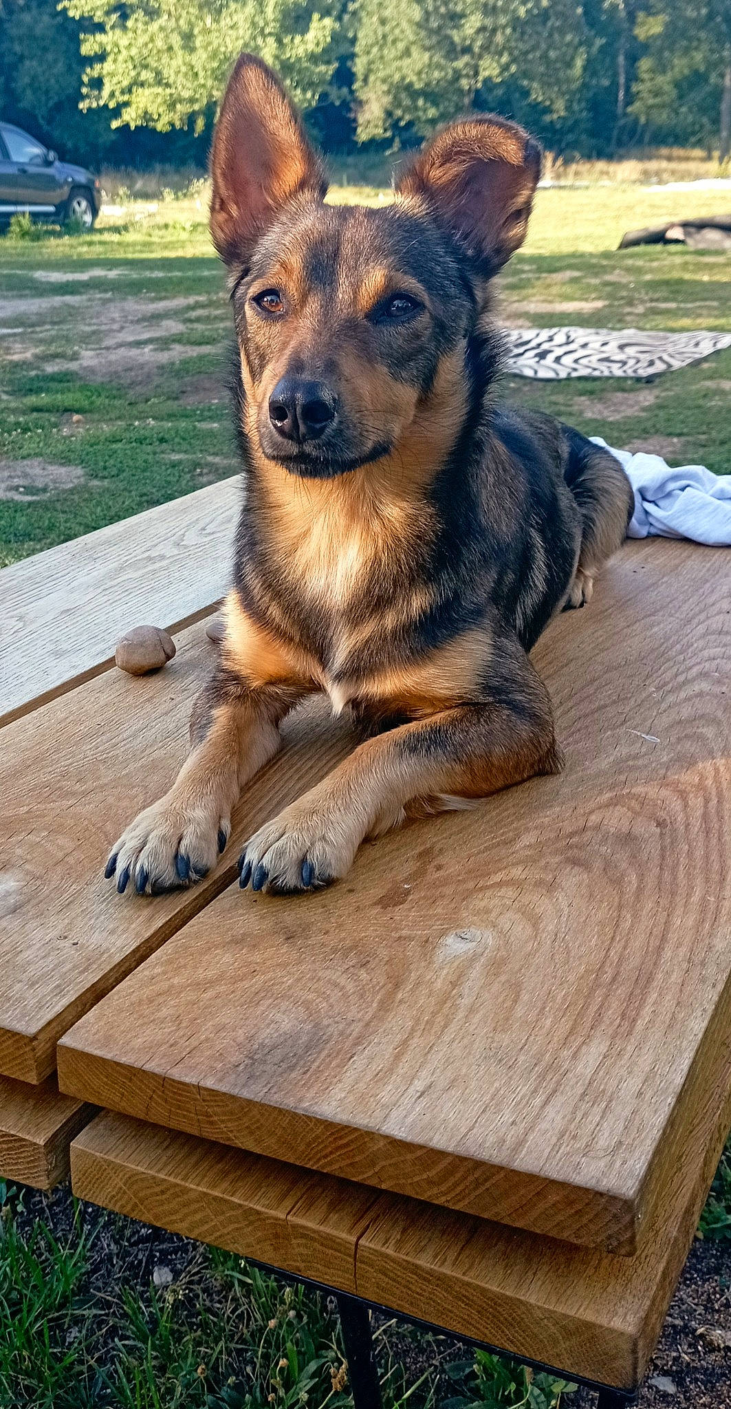 Tyboy participe au concours pour gagner de l'argent avec cette photo : canidae, carnivore, companion_dog, dog, dog_breed, fawn, fur, german_shepherd_dog, grass, hardwood, herding_dog, plank, plant, snout, sporting_group, table, terrestrial_animal, whiskers, wood, wood_stain