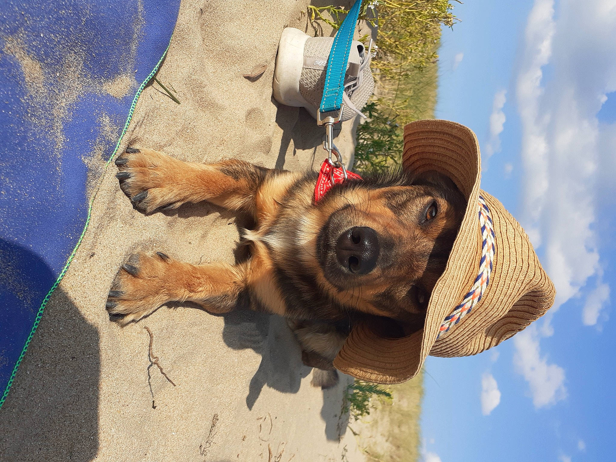 Tyboy participe au concours pour gagner de l'argent avec cette photo : adventure, art, blue, carnivore, cloud, dog, eyewear, fashion_accessory, fawn, fun, fur, hat, landscape, pack_animal, sky, snout, sun_hat, travel, tree, working_animal
