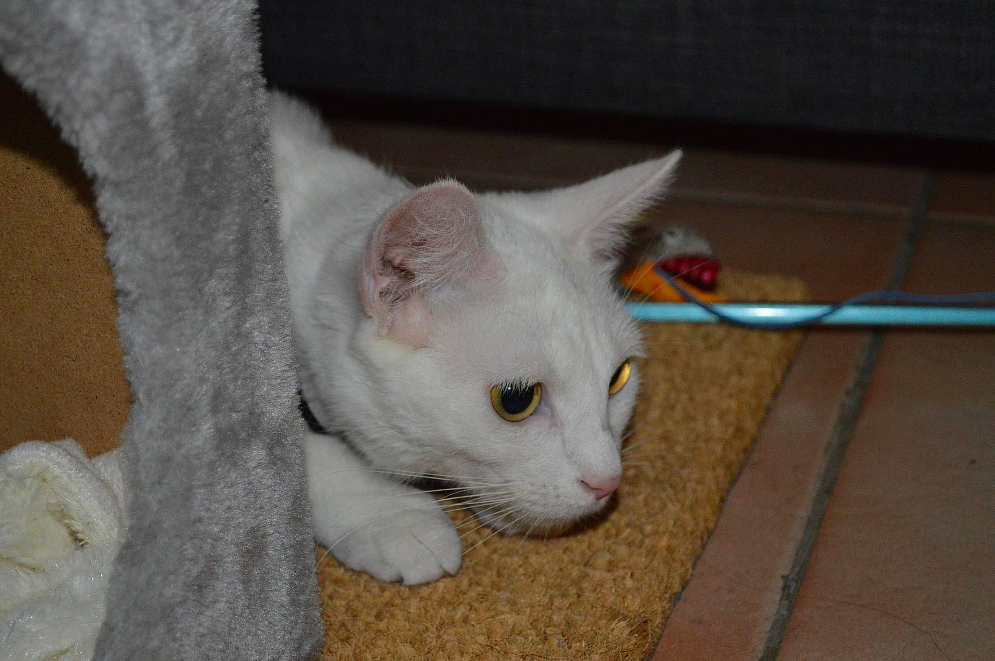 Prada participe au concours pour gagner de l'argent avec cette photo : aegean_cat, burmilla, carnivore, cat, colorpoint_shorthair, cornish_rex, devon_rex, domestic_short_haired_cat, felidae, german_rex, javanese, khao_manee, mammal, oriental_longhair, oriental_shorthair, small_to_medium_sized_cats, turkish_angora, turkish_van, vertebrate, whiskers