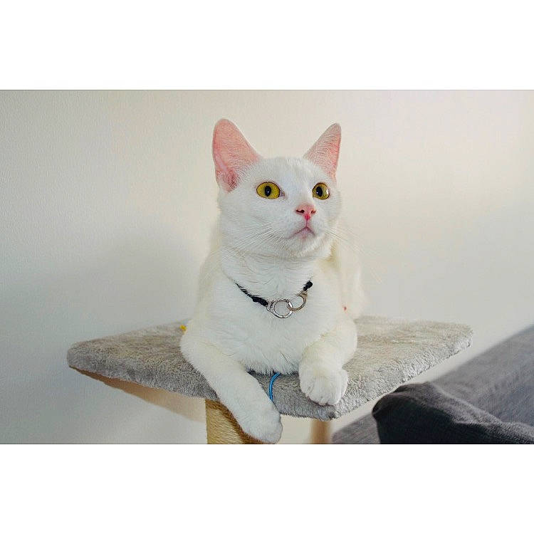 Prada participe au concours pour gagner de l'argent avec cette photo : aegean_cat, asian, carnivore, cat, domestic_short_haired_cat, european_shorthair, felidae, khao_manee, kitten, mammal, paw, small_to_medium_sized_cats, tail, turkish_angora, turkish_van, whiskers
