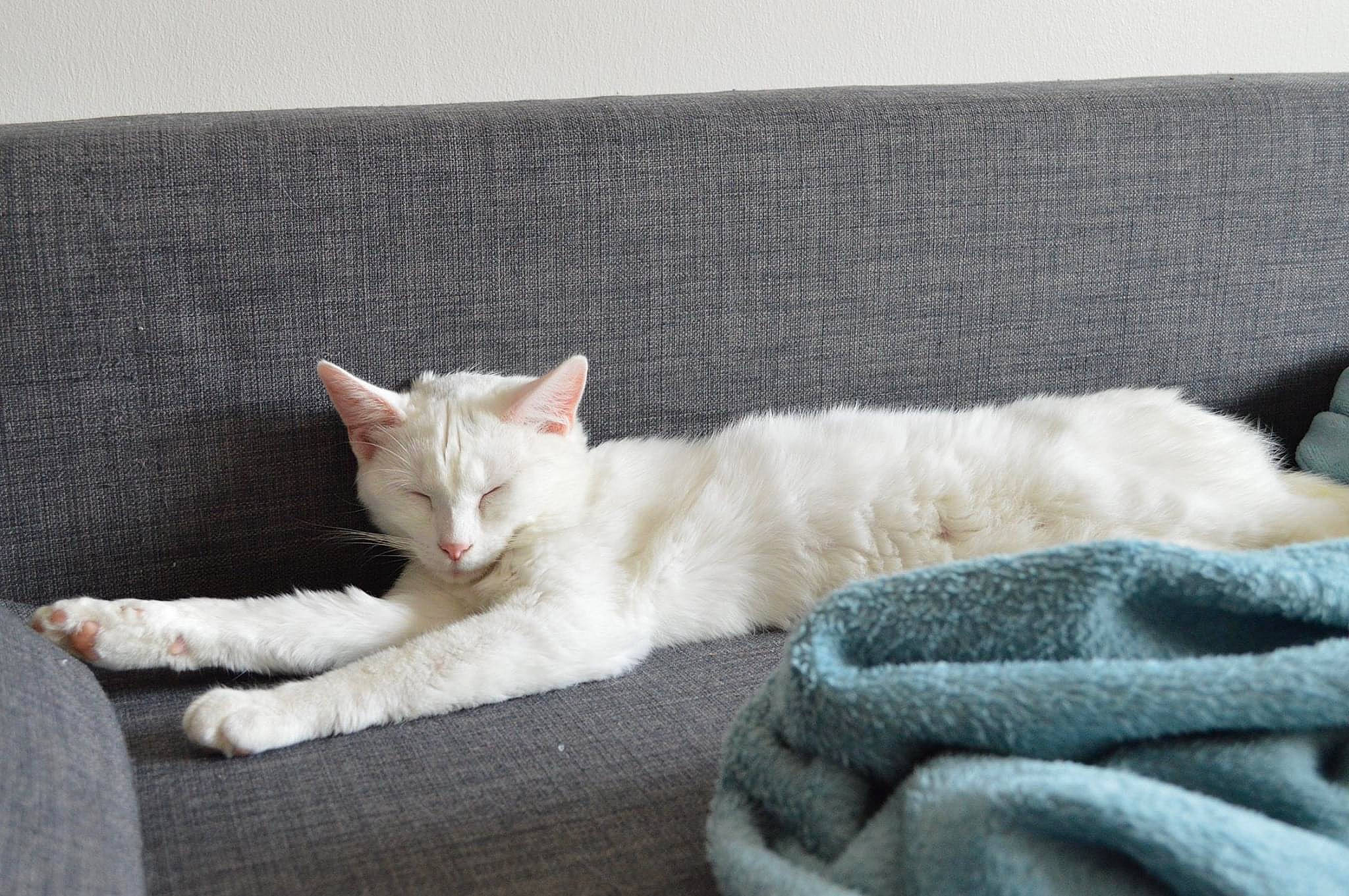 Prada participe au concours pour gagner de l'argent avec cette photo : aegean_cat, asian, burmilla, carnivore, cat, colorpoint_shorthair, domestic_short_haired_cat, european_shorthair, fawn, felidae, khao_manee, kitten, mammal, nap, polydactyl_cat, small_to_medium_sized_cats, tail, turkish_angora, whiskers