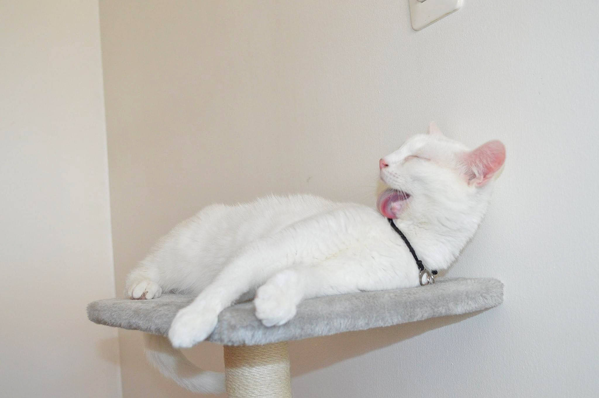 Prada a rejoint le concours — aidez-le/la à gagner de superbes lots ! aegean_cat, american_curl, british_shorthair, burmilla, carnivore, cat, domestic_short_haired_cat, felidae, khao_manee, kitten, polydactyl_cat, small_to_medium_sized_cats, tail, turkish_angora, turkish_van, whiskers, white