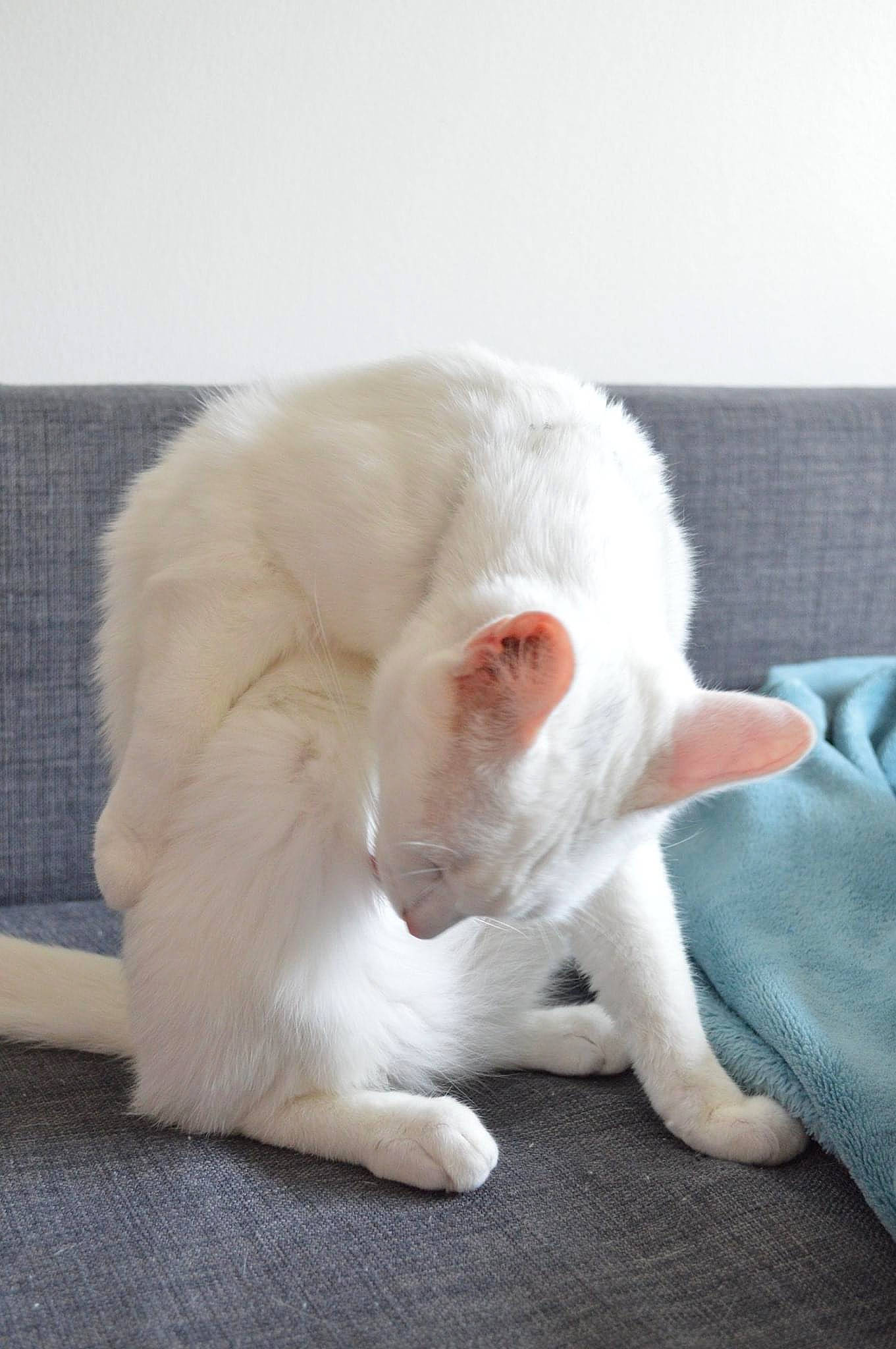 Prada participe au concours pour gagner de l'argent avec cette photo : carnivore, cat, ear, fawn, felidae, fur, kitten, paw, small_to_medium_sized_cats, tail, turkish_angora, whiskers