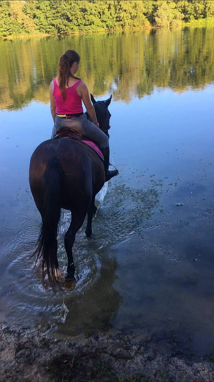 Narcotica a rejoint le concours — aidez-le/la à gagner de superbes lots ! animal_sports, bridle, english_riding, equestrian_sport, equestrianism, equitation, halter, horse, horse_supplies, horse_tack, mane, mare, outdoor_recreation, recreation, rein, saddle, stallion, trail_riding, working_animal