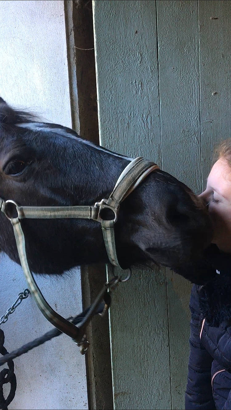 Narcotica participe au concours pour gagner de l'argent avec cette photo : bit, bridle, halter, horse, horse_harness, horse_supplies, horse_tack, rein, snout, working_animal