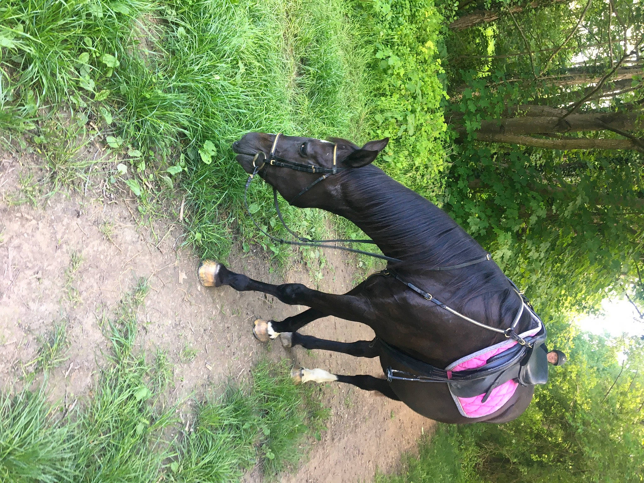 Narcotica participe au concours pour gagner de l'argent avec cette photo : adventure, canidae, glove, guard_dog, hand, leash, tree