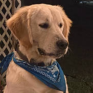 Monkey is registered to the contest to win money with this photo: dog, golden_retriever, bandana, blue_bandana, pet, animal, outdoor, night, portrait, fence, lattice_fence, canine, mammal, fur, collar, cute, domestic_animal, watchful, calm, side_view