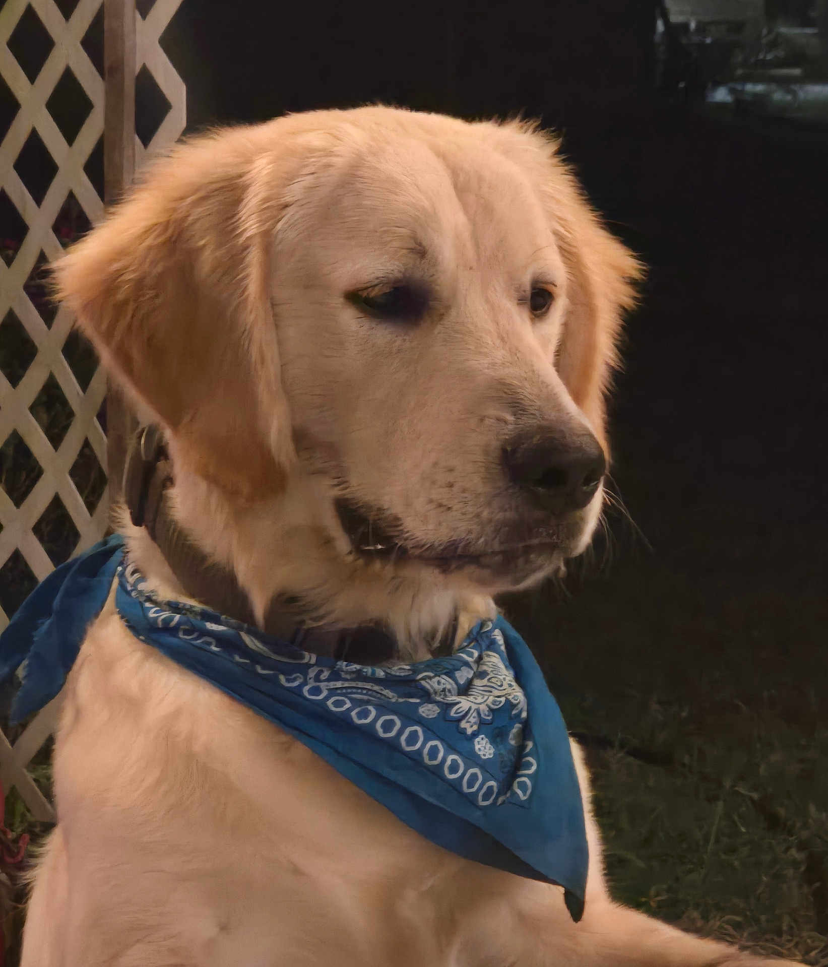 Monkey is registered to the contest to win money with this photo: dog, golden_retriever, bandana, blue_bandana, pet, animal, outdoor, night, portrait, fence, lattice_fence, canine, mammal, fur, collar, cute, domestic_animal, watchful, calm, side_view