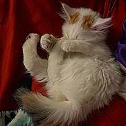 Gingerbells is registered to the contest to win money with this photo: animal, blanket, cat, cozy, cute, feline, fur, indoor, kitten, napping, orange_patch, paw, pet, red_blanket, relaxed, resting, sleeping, soft, tail, white_fur