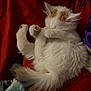 animal, blanket, cat, cozy, cute, feline, fur, indoor, kitten, napping, orange_patch, paw, pet, red_blanket, relaxed, resting, sleeping, soft, tail, white_fur