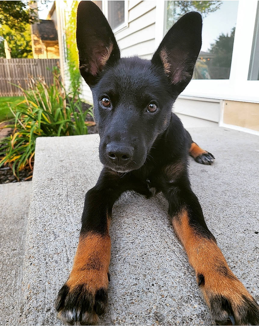 Texas Ranger joined the competition — help win amazing prizes! canidae, carnivore, companion_dog, dog, dog_breed, ear, fawn, fur, paw, pinscher, plant, prazsky_krysarik, snout, sporting_group, tail, toy_dog, whiskers, window, working_animal, working_dog