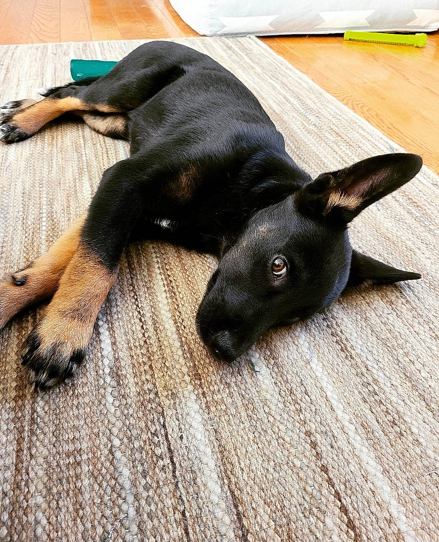 Texas Ranger is registered to the contest to win money with this photo: borador, carnivore, comfort, companion_dog, dog, dog_breed, fawn, flooring, fur, guard_dog, hardwood, liver, paw, snout, tail, terrestrial_animal, toy_dog, wood, wood_stain, working_animal