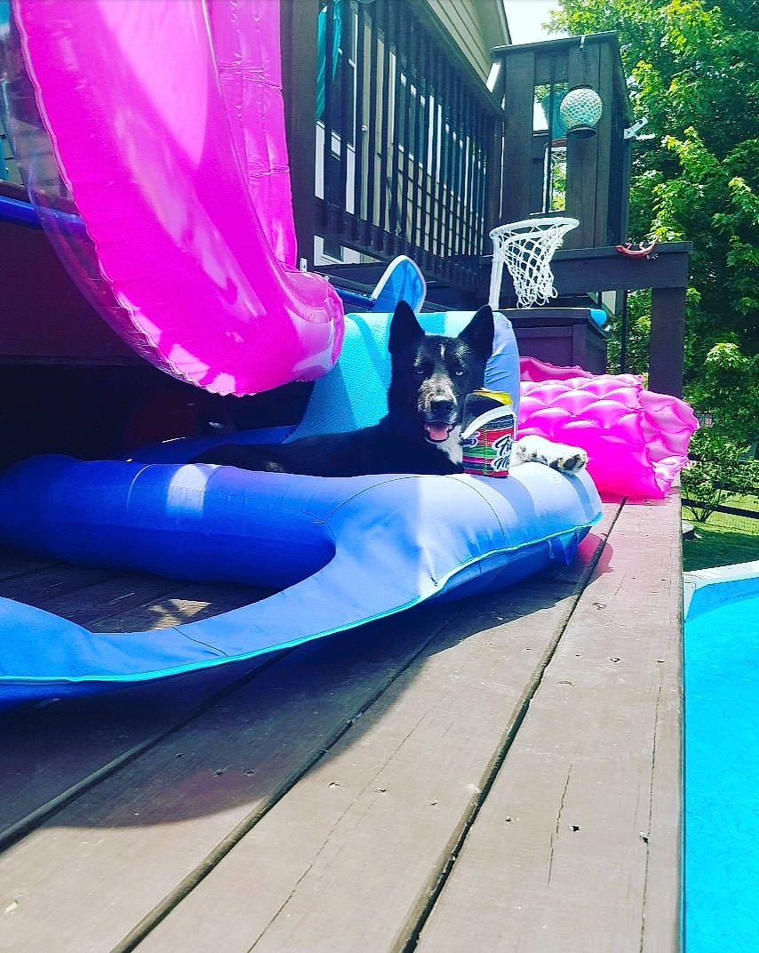 Walker is registered to the contest to win money with this photo: blue, boats_and_boating_equipment_and_supplies, carnivore, cat, chute, electric_blue, felidae, fun, grass, green, leisure, magenta, outdoor_furniture, pink, plant, purple, recreation, small_to_medium_sized_cats, tints_and_shades, tree