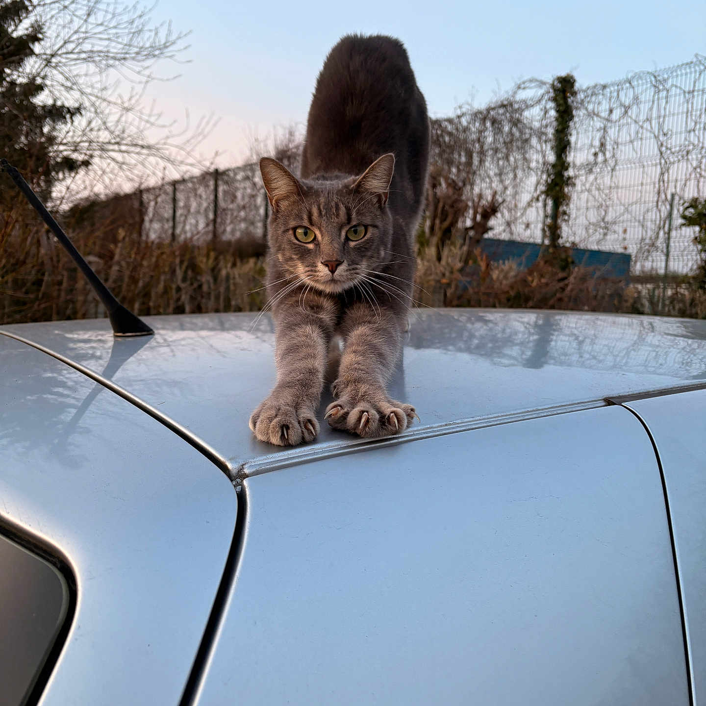 Zoro a rejoint le concours — aidez-le/la à gagner de superbes lots ! cat, gray_cat, stretching, car_roof, outdoor, sunset, fence, trees, animal, pet, whiskers, ears, paws, green_eyes, sky, nature, vehicle, reflection, quiet, calm