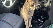 Zoro a rejoint le concours — aidez-le/la à gagner de superbes lots ! cat, car_interior, steering_wheel, gear_shift, dashboard, seat, window, sunlight, gray_cat, pet, car, automobile, console, seatbelt, keys, air_vent, clothing, person, jeans, accessory