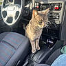 cat, car_interior, steering_wheel, gear_shift, dashboard, seat, window, sunlight, gray_cat, pet, car, automobile, console, seatbelt, keys, air_vent, clothing, person, jeans, accessory