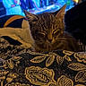 Zoro participe au concours pour gagner de l'argent avec cette photo : cat, tabby, sleeping, blanket, pattern, indoor, people, blurred, background, cozy, furniture, soft, resting, pet, animal, domestic, relaxing, colorful, group, casual
