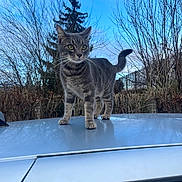 Zoro participe au concours pour gagner de l'argent avec cette photo : cat, tabby_cat, car_roof, outdoor, sky, trees, bare_branches, animal, pet, feline, curious, standing, nature, daytime, quiet, calm, domestic_animal, wildlife, winter, blue_sky