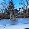 cat, tabby_cat, car_roof, outdoor, sky, trees, bare_branches, animal, pet, feline, curious, standing, nature, daytime, quiet, calm, domestic_animal, wildlife, winter, blue_sky