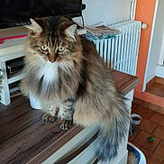 Honey participe au concours pour gagner de l'argent avec cette photo : animal, cat, countertop, domestic, ears, feline, floor_tiles, fluffy, fur, green_eyes, indoor, kitchen, newspaper, pet_bowl, radiator, sitting, tabby, tail, whiskers, wood