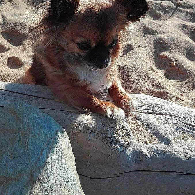 Harmonie participe au concours pour gagner de l'argent avec cette photo : canidae, carnivore, companion_dog, dog, dog_breed, fawn, rock, sea, sporting_group, vacation