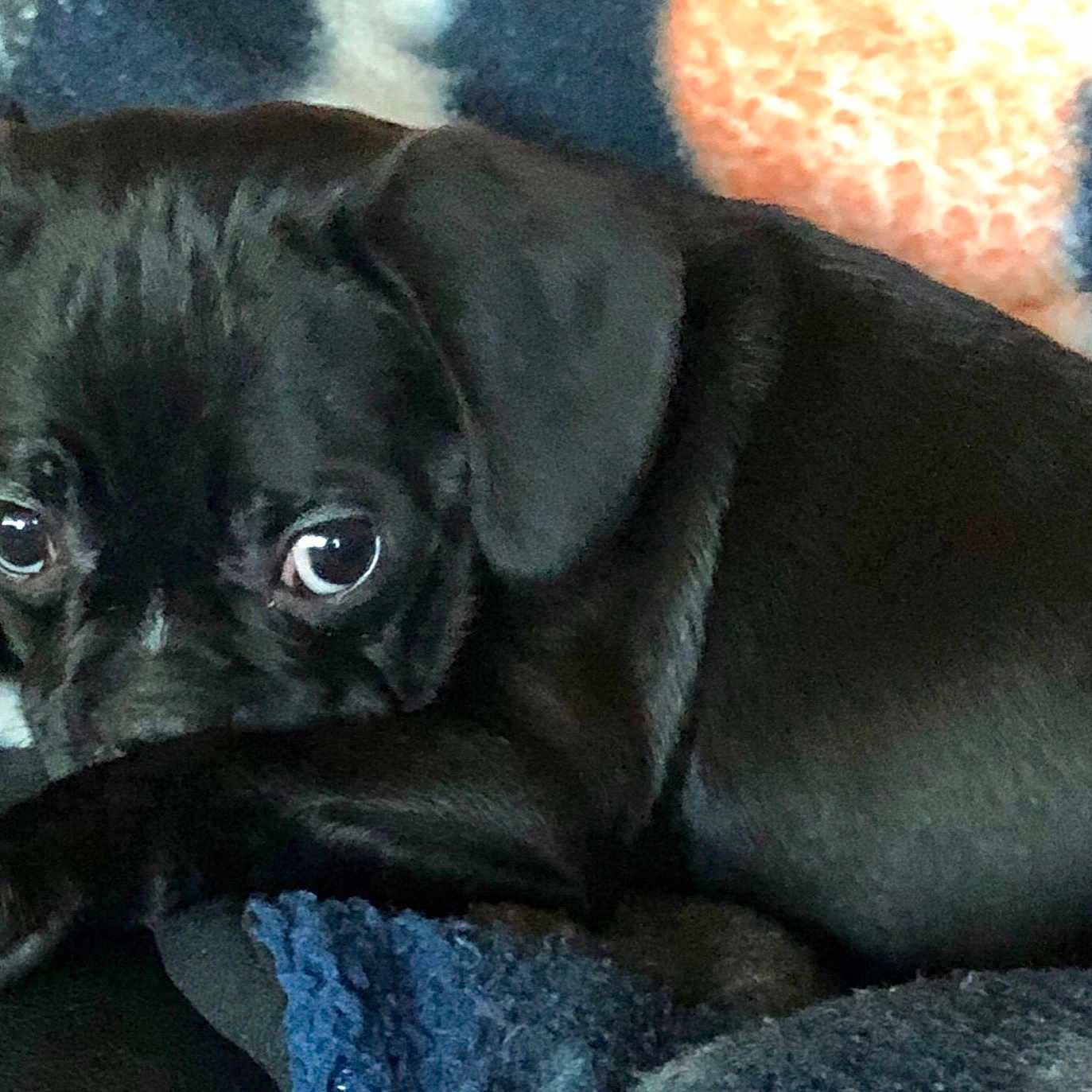 Cloe joined the competition — help win amazing prizes! cane_corso, carnivoran, dog, dog_breed, dog_breed_group, dog_like_mammal, mammal, patterdale_terrier, pug, puggle, puppy, rare_breed_dog, snout, sporting_group