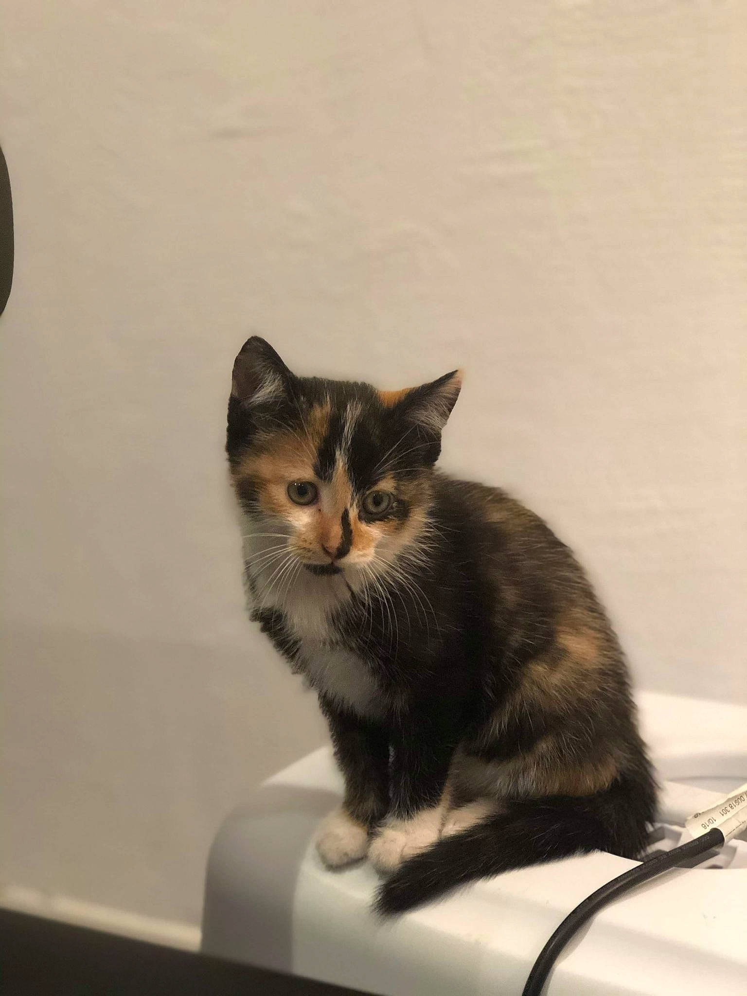 Phoebe participe au concours pour gagner de l'argent avec cette photo : american_shorthair, asian, carnivore, cat, domestic_short_haired_cat, european_shorthair, felidae, kitten, mammal, small_to_medium_sized_cats, tabby_cat, tail, whiskers