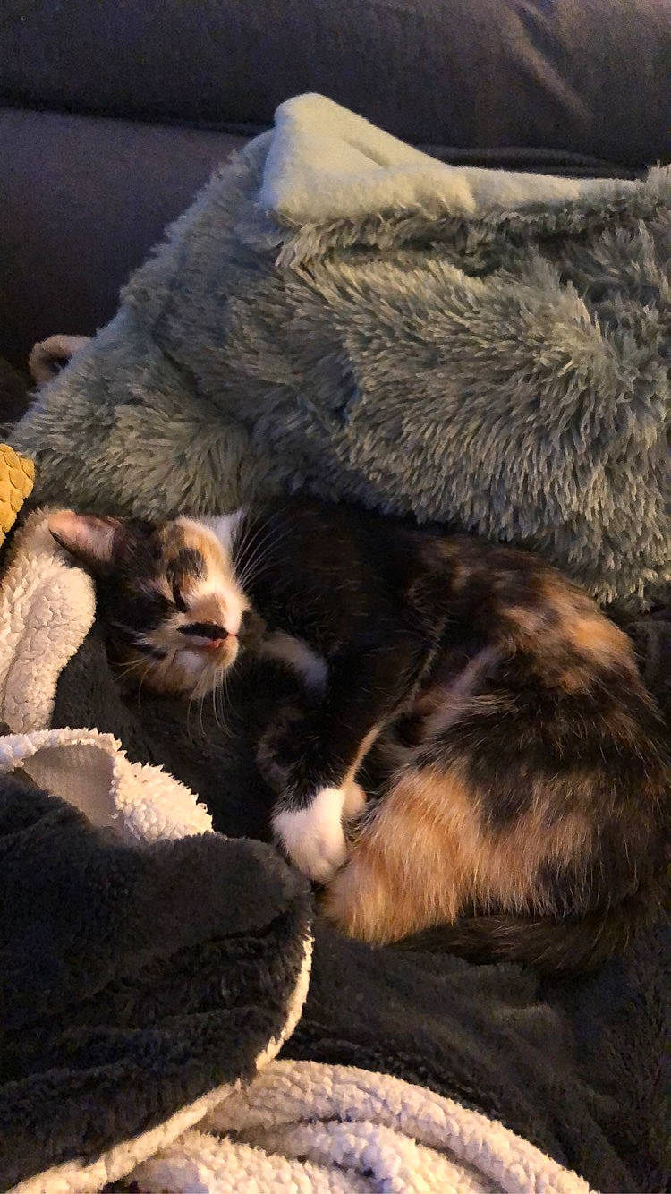 Phoebe participe au concours pour gagner de l'argent avec cette photo : carnivore, cat, domestic_short_haired_cat, felidae, fur, kitten, nap, sleep, small_to_medium_sized_cats, whiskers