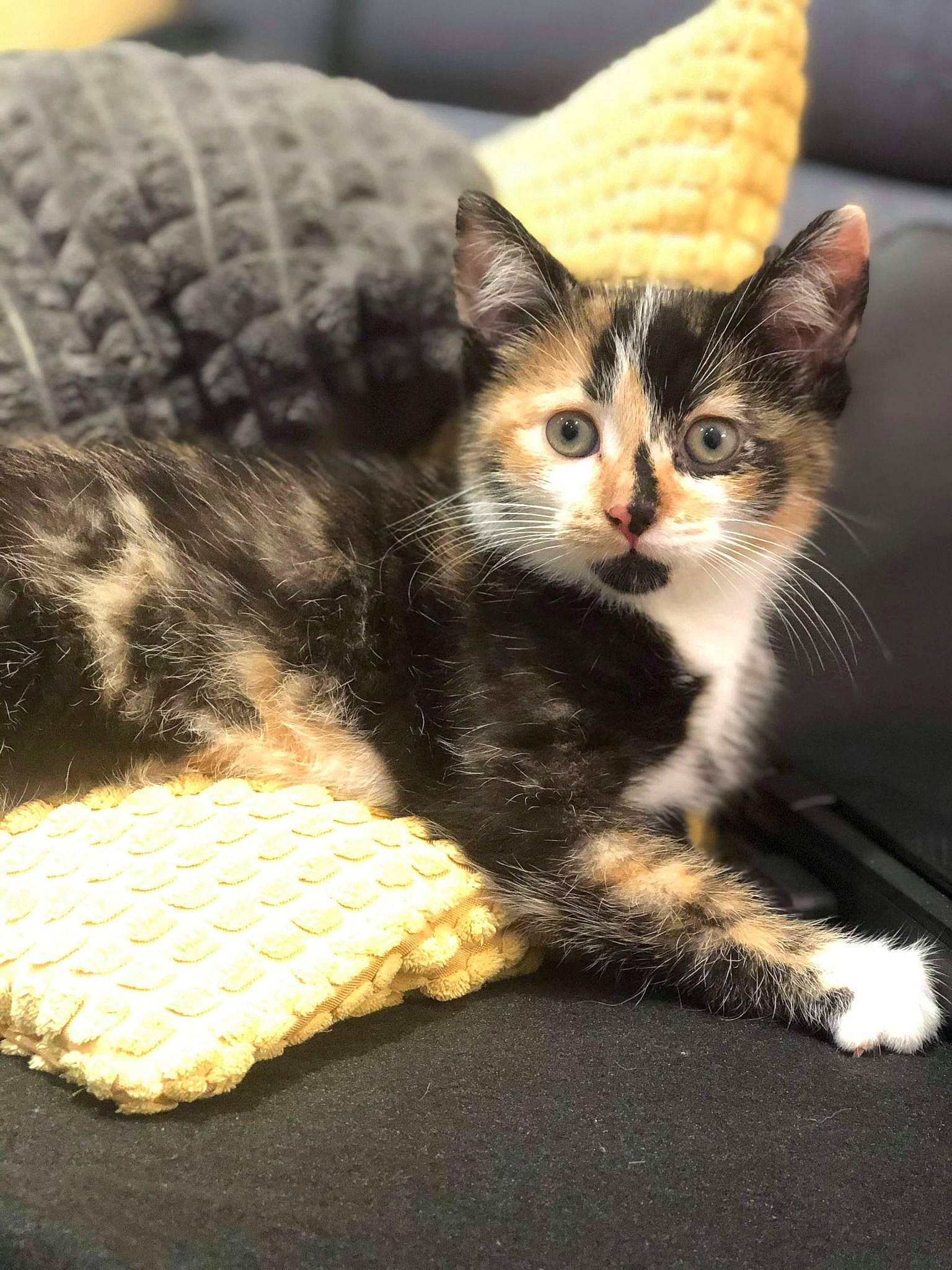 Phoebe a rejoint le concours — aidez-le/la à gagner de superbes lots ! american_shorthair, american_wirehair, asian, carnivore, cat, domestic_short_haired_cat, dragon_li, egyptian_mau, european_shorthair, fawn, felidae, fur, kitten, mammal, paw, polydactyl_cat, small_to_medium_sized_cats, tabby_cat, toyger, whiskers