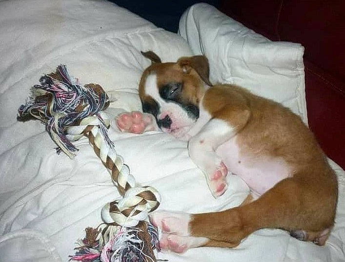 Haska a rejoint le concours — aidez-le/la à gagner de superbes lots ! boxer, canidae, carnivore, companion_dog, dog, dog_breed, fawn, puppy, puppy_love