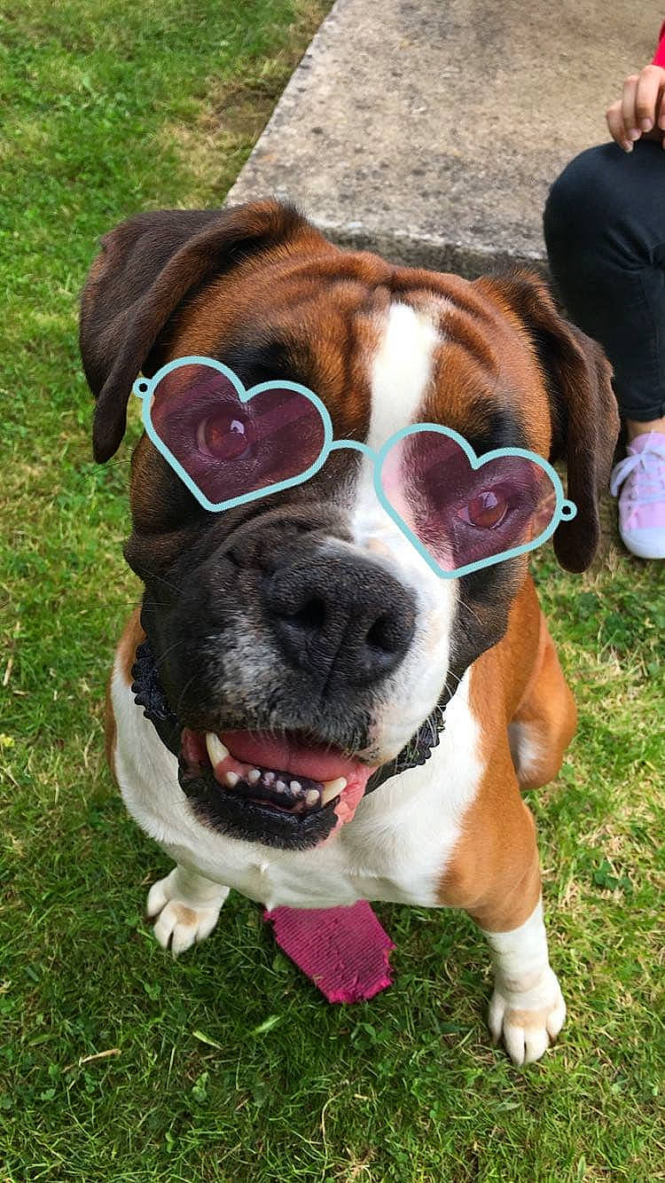 Haska participe au concours pour gagner de l'argent avec cette photo : american_bulldog, american_pit_bull_terrier, american_staffordshire_terrier, australian_bulldog, canidae, carnivore, companion_dog, dog, dog_breed, fawn, grass, mammal, nose, olde_english_bulldogge, pit_bull, rare_breed_dog, snout, sporting_group, valley_bulldog, vertebrate