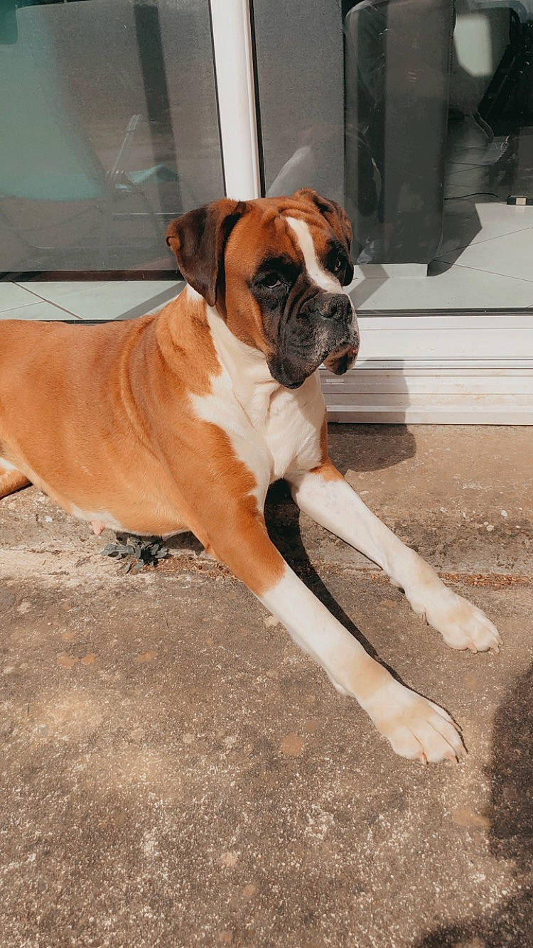 Haska a rejoint le concours — aidez-le/la à gagner de superbes lots ! boerboel, boxer, bulldog, bullmastiff, canidae, carnivore, companion_dog, dog, dog_breed, fawn, mammal, molosser, old_english_bulldog, olde_english_bulldogge, rare_breed_dog, snout, sporting_group, valley_bulldog, vertebrate, working_dog