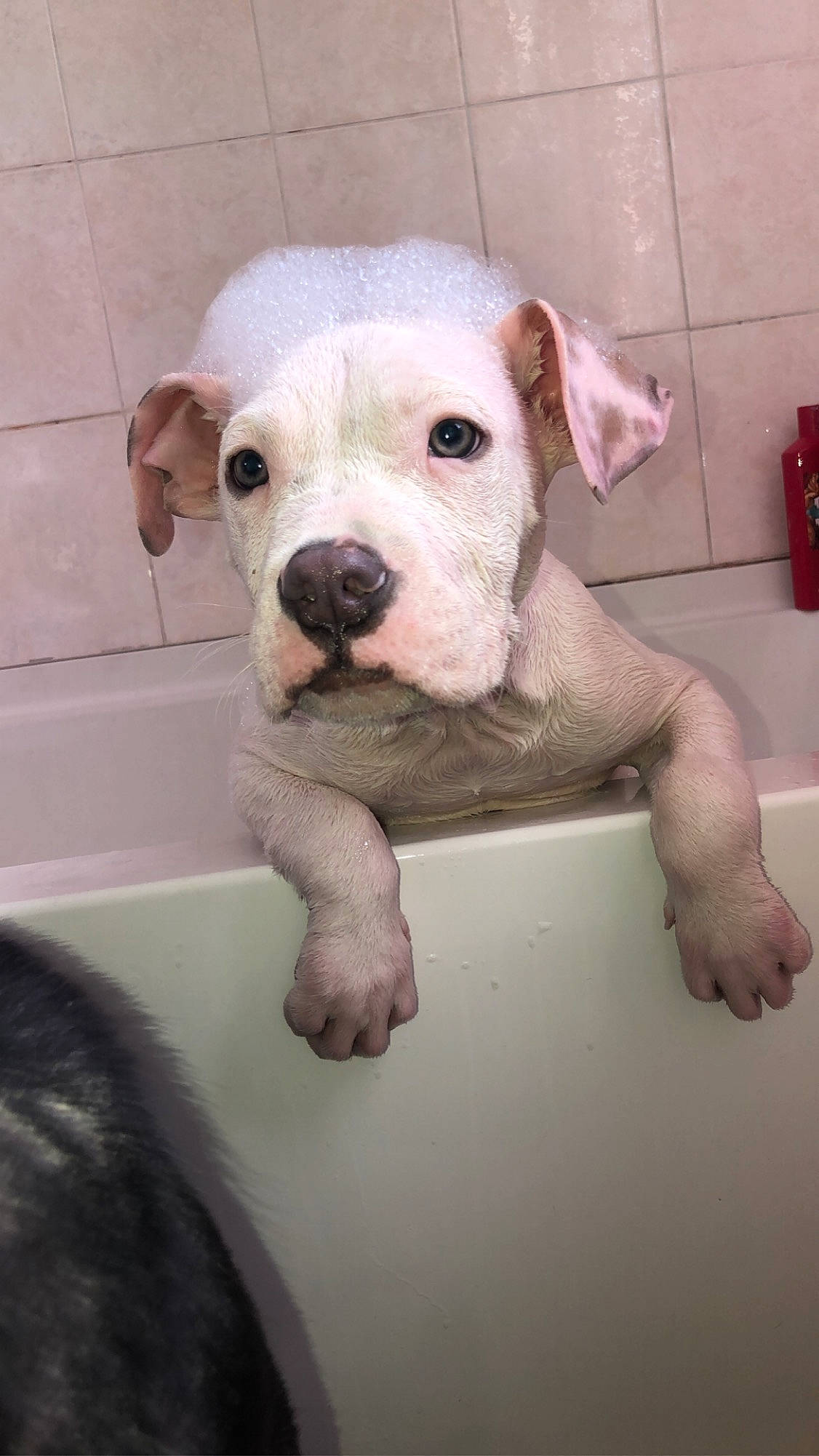 Petey joined the competition — help win amazing prizes! bathtub, canidae, carnivore, companion_dog, cordoba_fighting_dog, dog, dog_breed, fawn, fur, non_sporting_group, pet_supply, snout, sporting_group, tail, terrestrial_animal, whiskers, working_animal, wrinkle