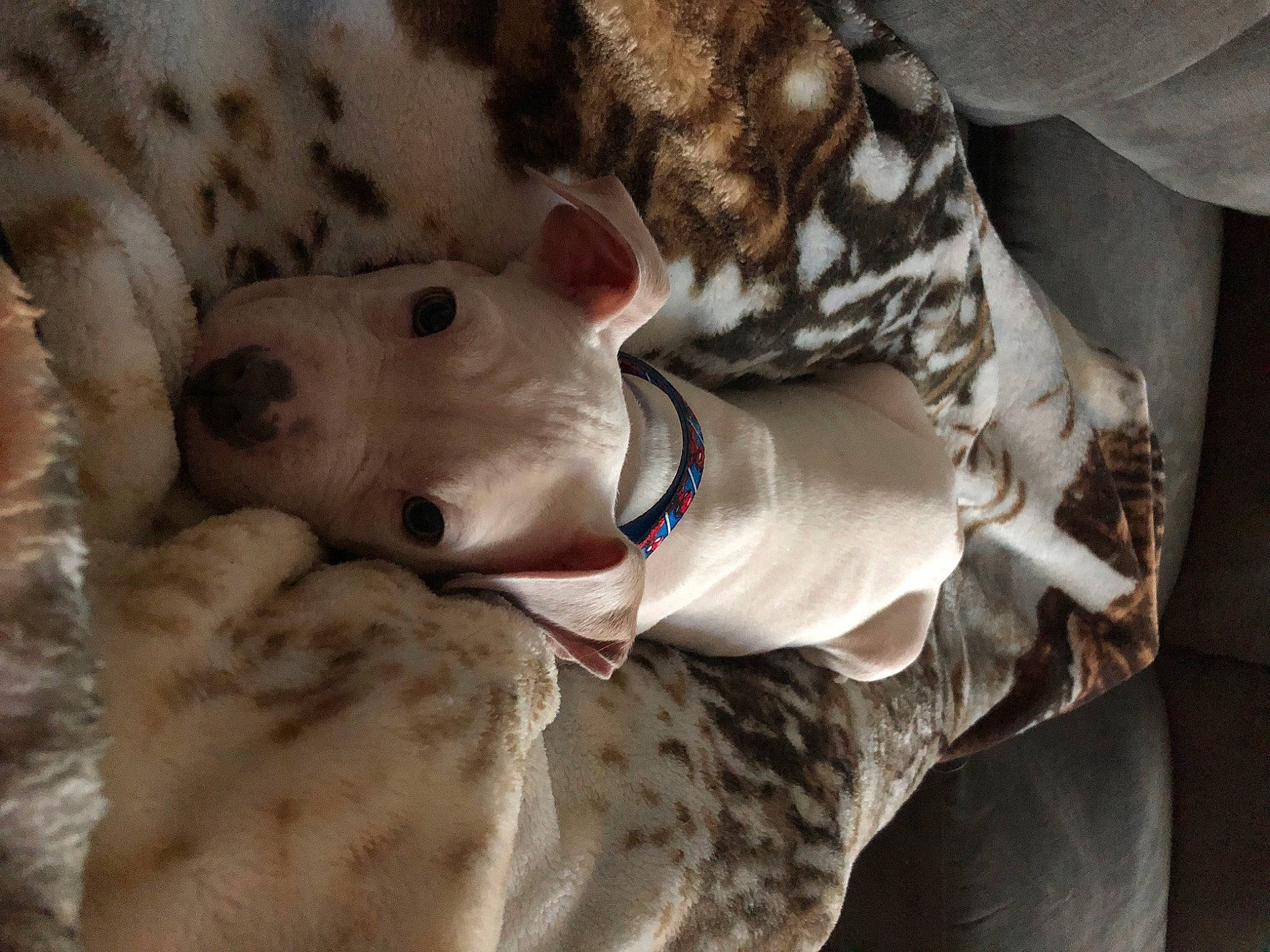 Petey joined the competition — help win amazing prizes! canidae, carnivore, collar, companion_dog, dog, dog_breed, dog_collar, dog_supply, fawn, felidae, fur, linens, mammal, sighthound, snout, sporting_group, tie, vertebrate, whiskers, working_animal