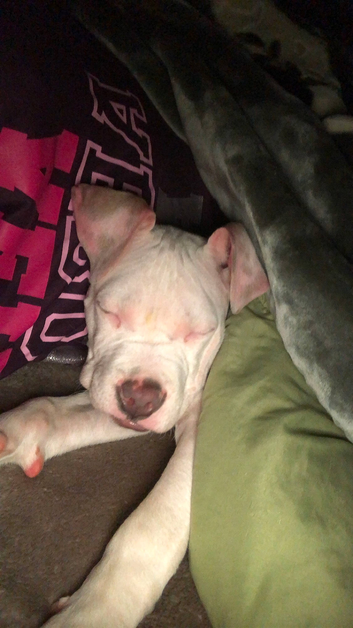 Petey joined the competition — help win amazing prizes! bull_terrier, canidae, carmine, carnivore, comfort, companion_dog, dog, dog_breed, dogo_guatemalteco, ear, fang, fawn, flesh, molosser, nap, sporting_group, terrestrial_animal, vertebrate, whiskers, wrinkle