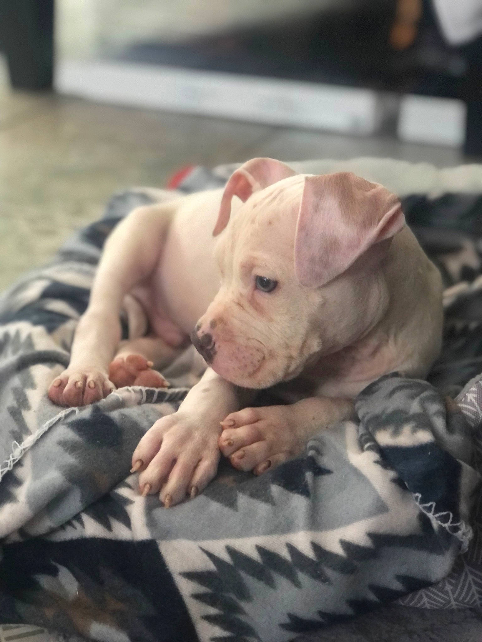 Petey joined the competition — help win amazing prizes! carnivore, child, comfort, companion_dog, dog, dog_breed, domestic_pig, fawn, flesh, fur, grass, livestock, nail, non_sporting_group, snout, suidae, terrestrial_animal, working_animal, wrinkle