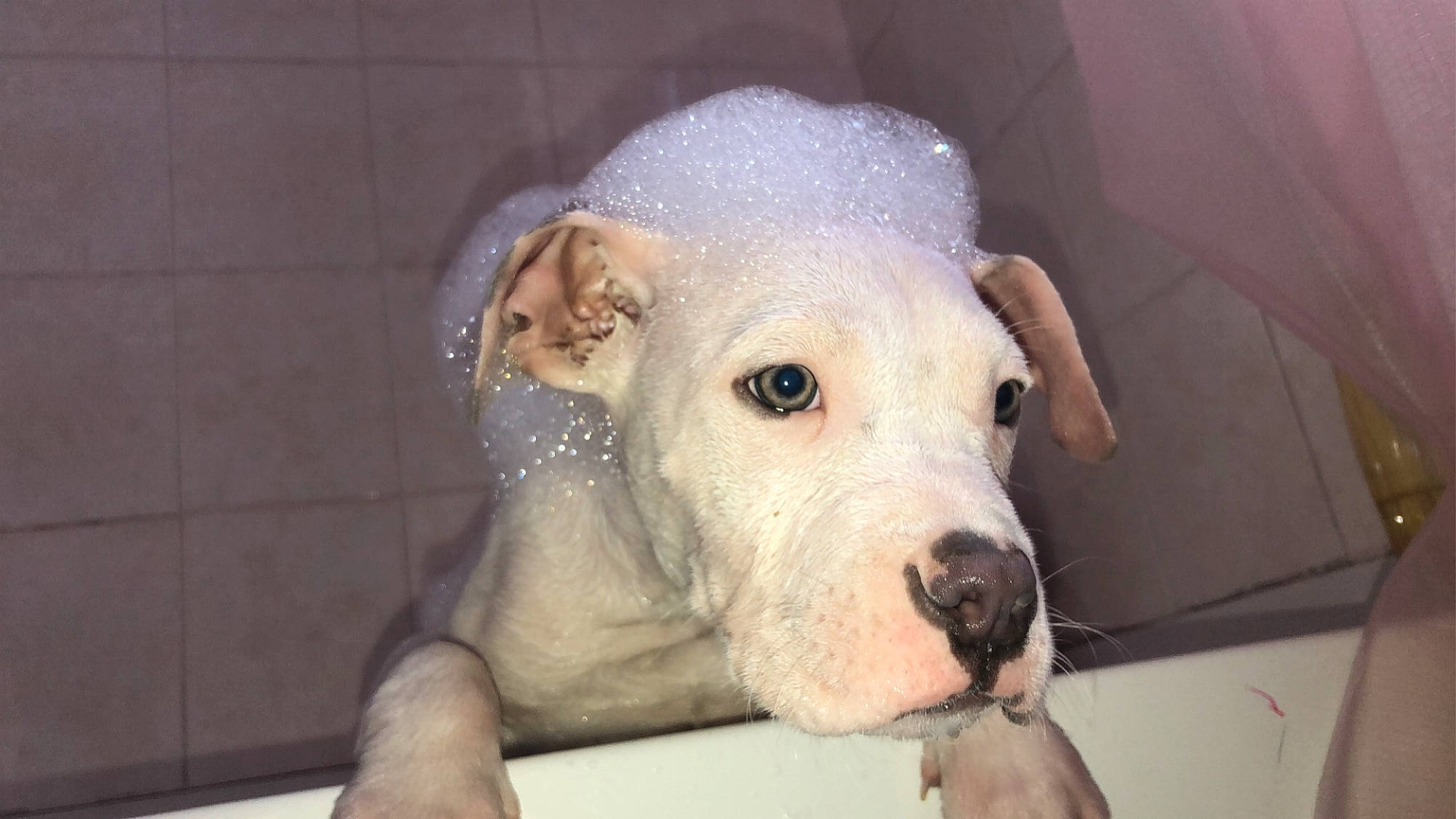 Petey is registered to the contest to win money with this photo: canidae, carnivore, comfort, companion_dog, couch, dog, dog_breed, eye, fawn, non_sporting_group, snout, sporting_group, suidae, terrestrial_animal, whiskers, working_animal