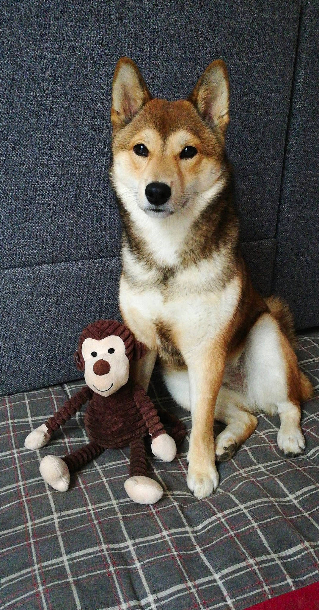 Hime a rejoint le concours — aidez-le/la à gagner de superbes lots ! akita_inu, alaskan_klee_kai, ancient_dog_breeds, canaan_dog, canidae, carnivore, dog, dog_breed, east_siberian_laika, mammal, miniature_siberian_husky, rare_breed_dog, sakhalin_husky, shiba_inu, shikoku, siberian_husky, sulimov_dog, tamaskan_dog, vertebrate, wolfdog