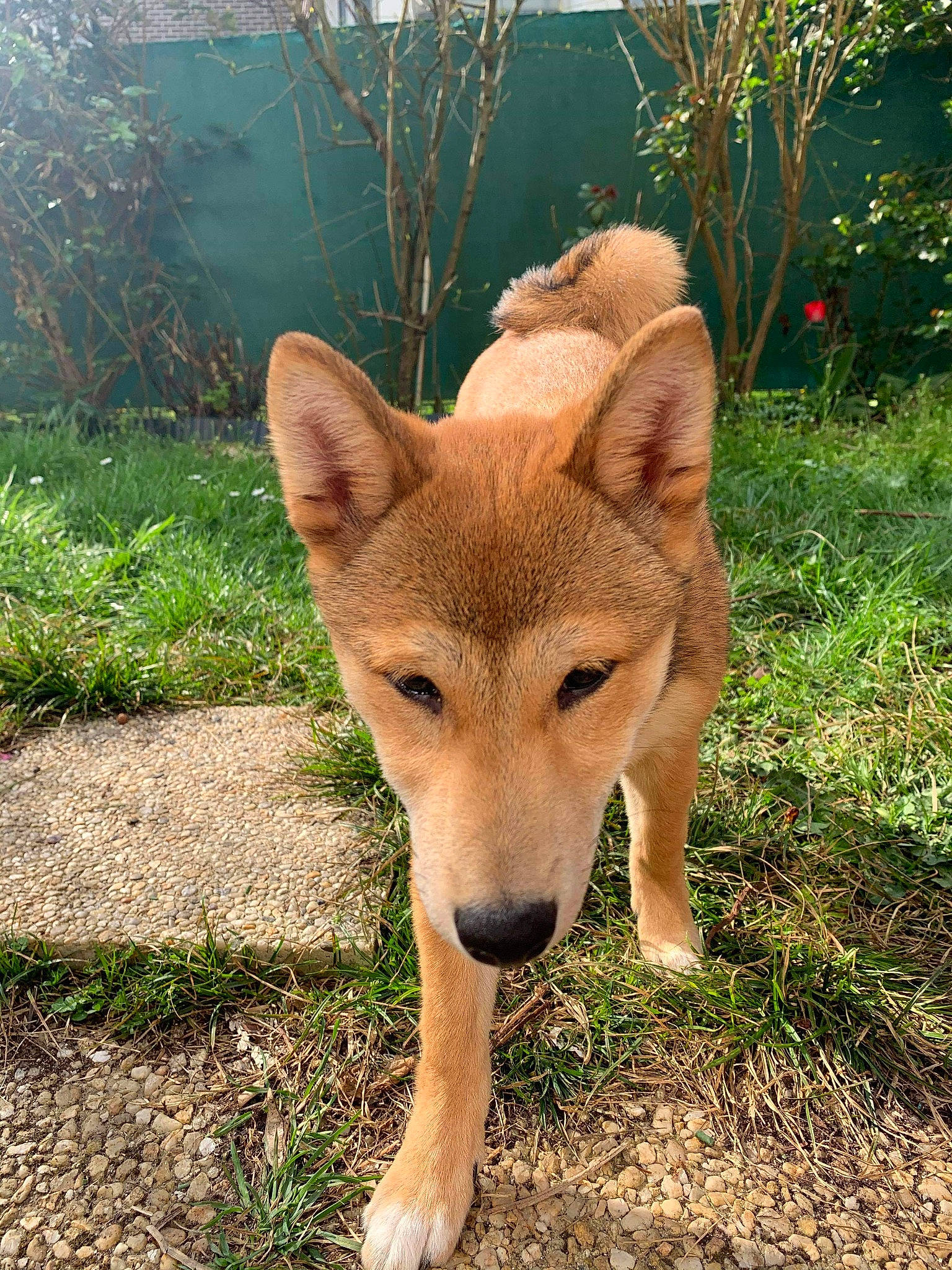 Hime participe au concours pour gagner de l'argent avec cette photo : canaan_dog, canidae, canis, carnivore, carolina_dog, czechoslovakian_wolfdog, dingo, dog, dog_breed, fawn, korean_jindo_dog, mammal, new_guinea_singing_dog, pariah_dog, saarloos_wolfdog, shikoku, snout, vertebrate, wildlife, wolfdog
