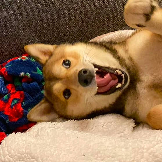 Hime a rejoint le concours — aidez-le/la à gagner de superbes lots ! ancient_dog_breeds, canidae, cardigan_welsh_corgi, carnivore, companion_dog, dog, dog_breed, dog_toy, fawn, mammal, non_sporting_group, nose, pembroke_welsh_corgi, puppy, puppy_love, rare_breed_dog, shiba_inu, snout, vertebrate, welsh_corgi