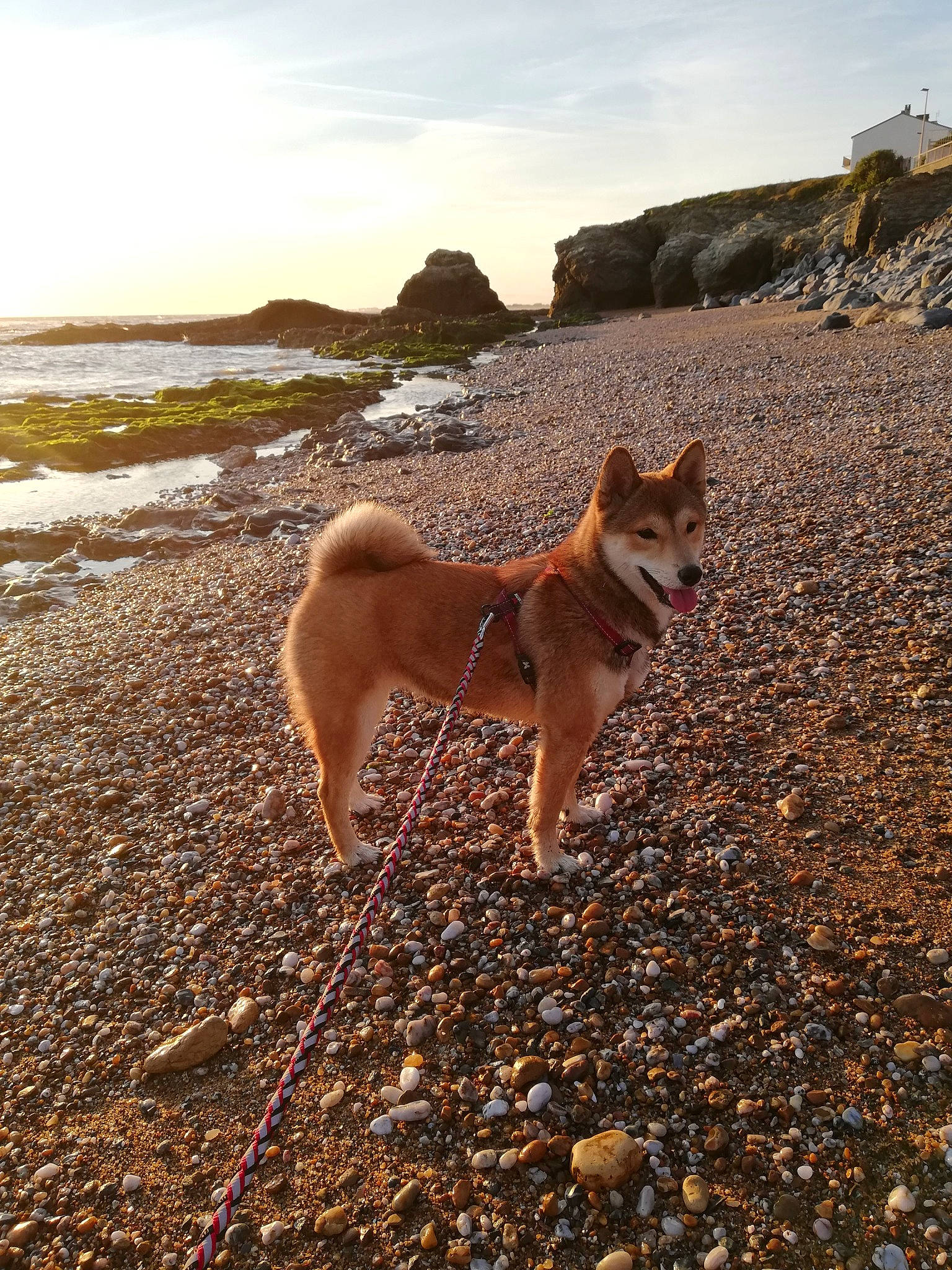 Hime a rejoint le concours — aidez-le/la à gagner de superbes lots ! akita, akita_inu, canaan_dog, canidae, carnivore, dog, dog_breed, fawn, finnish_spitz, greenland_dog, hokkaido, icelandic_sheepdog, korean_jindo_dog, mammal, non_sporting_group, norwegian_buhund, sea, shiba_inu, spitz, sporting_group