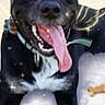 Flynn Rider joined the competition — help win amazing prizes! animal, black_and_white, close_up, collar, cushion, cute, dog, filter, fur, happy, indoor, paw, pet, playful, resting, smiling, sparkles, tennis_ball, tongue, tongue_out
