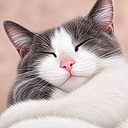 Méli a rejoint le concours — aidez-le/la à gagner de superbes lots ! cat, sleeping, close_up, portrait, gray_and_white, furry, whiskers, pink_nose, ears, closed_eyes, peaceful, cute, fluffy, pet, animal, relaxed, indoor, soft_lighting, peach_background, photography