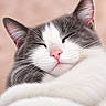 cat, sleeping, close_up, portrait, gray_and_white, furry, whiskers, pink_nose, ears, closed_eyes, peaceful, cute, fluffy, pet, animal, relaxed, indoor, soft_lighting, peach_background, photography