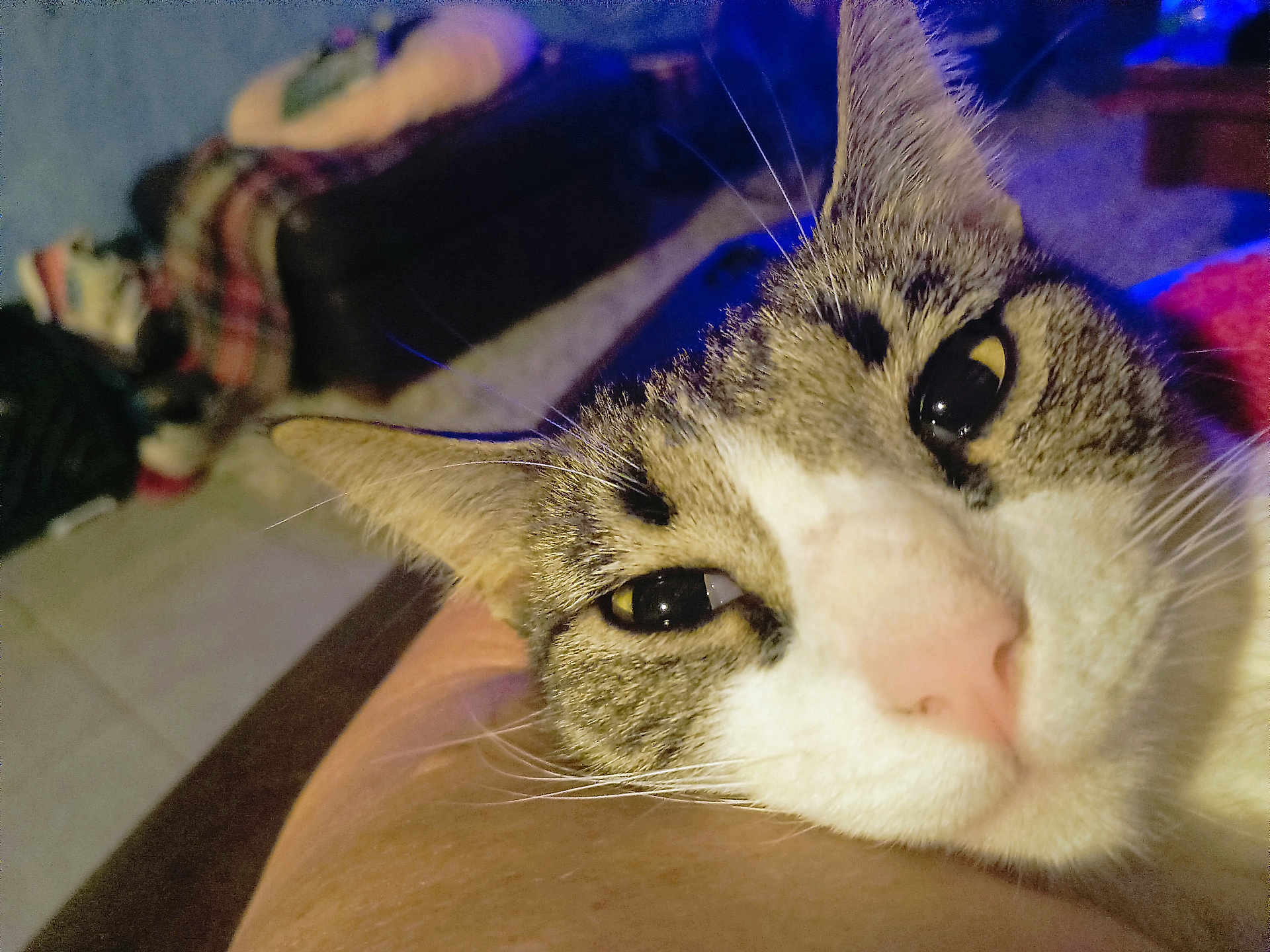 Sweetie is registered to the contest to win money with this photo: cat, tabby, close_up, pet, indoor, resting, face, whiskers, ear, nose, fur, human_arm, blurred_background, couch, blanket, relaxation, animal, companion, soft_light, cozy