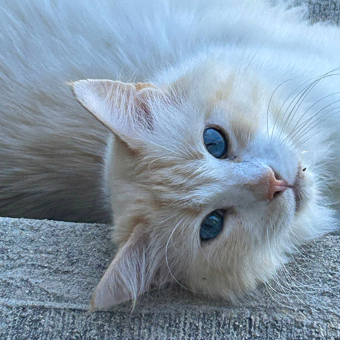 Simba joined the competition — help win amazing prizes! animal, blue_eyes, cat, close_up, concrete, cream_colored, curious, cute, ears, face, feline, fluffy, outdoor, pet, portrait, relaxed, sideways, soft_fur, texture, whiskers