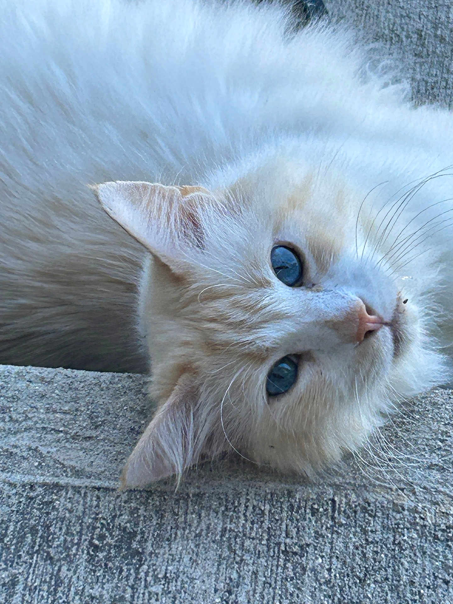 Simba joined the competition — help win amazing prizes! cat, blue_eyes, fluffy, cream_colored, sideways, concrete, curious, animal, pet, whiskers, feline, close_up, outdoor, texture, soft_fur, portrait, cute, relaxed, face, ears